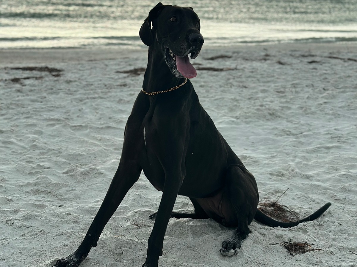 zena zena